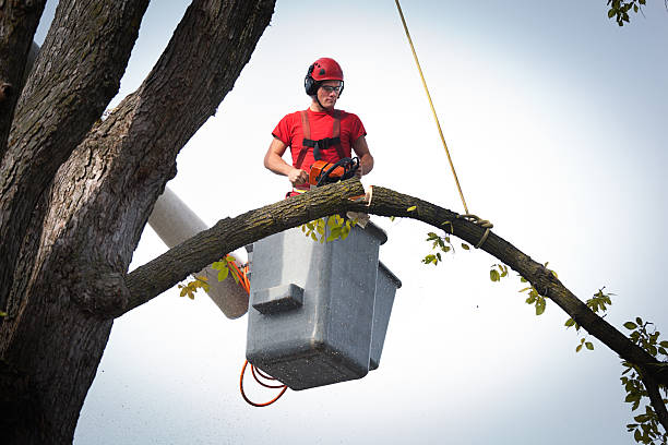 Best Tree Care Services  in Brockway, PA